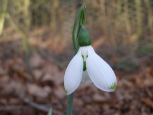 Galanthus elwesii 'Grumpy'